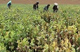 farmers-work-poppy-field